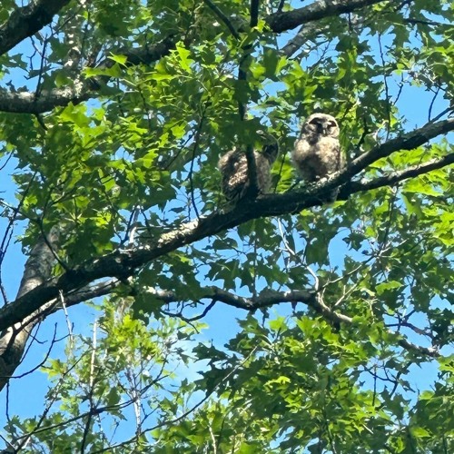 2 Baby Barred Owls vocalizing after nightfall