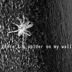 there's a spider on my wall