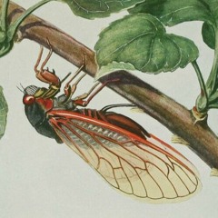 Cicada