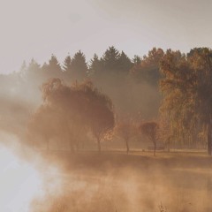 Willows