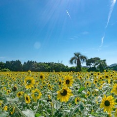 夏来る（Summer is here)