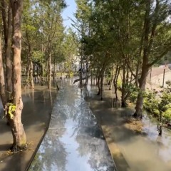 喜鵲方舟風光好.mp3