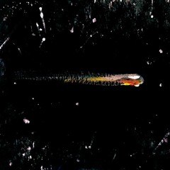 パイロットフィッシュ   Pilot Fish