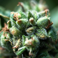 Beta-Amyrin, ein Terpen mit indirekter Cannabinoidwirkung