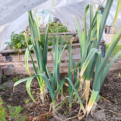 Gardening with Embark Week 30 July 28 2025 - Getting your Leeks ready