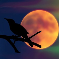 Mockingbird