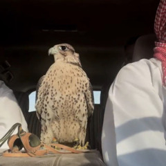 يا جار كانك طعتني برقع الطير