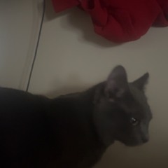 aint nobody compare prod pala*