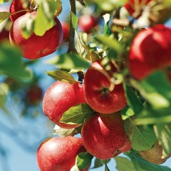 After Apple-Picking by Robert Frost (HSC)