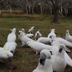 Sulfur-Crested Cockatoos Eating Seeds – Natural Bird Sounds Preview