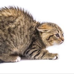 to jakis zart (aceoutmatek)