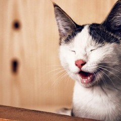 Home Remedies for cat nasal polyp