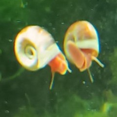 thisplaceisdifferent 🐌  itsclose 🐌