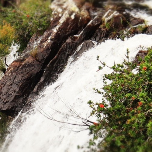 ｉｄｅｎｔｉｆｙｉｎｇ ａｓ ｇｅｎｒｅ ｆｌｕｉｄ