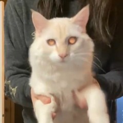 Kill All The Bell Ringers