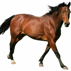 Theme Of Horse