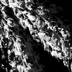 Garden of skeletons - Madmans Esprit