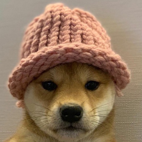 dogwifhat @CRYPTORAPCALLS