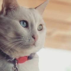 The enemy of my enemy(V1)