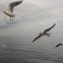 Migratory bird(渡り鳥)