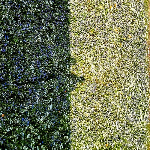 Meadow Down Dream (Live Ambient Improvisation 06/07/25)