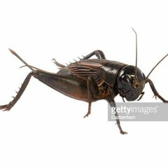 Lucky Cricket With Dynamics Revised
