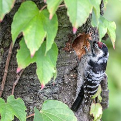 Stressful to be a Lesser Spotted Woodpecker parent!