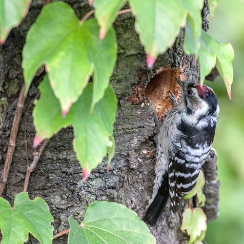 Stressful to be a Lesser Spotted Woodpecker parent!