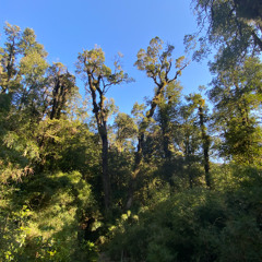 BOSQUE FUSTAL 2