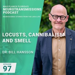 97. Locusts, Cannibalism And Smell with Dr. Bill Hansson