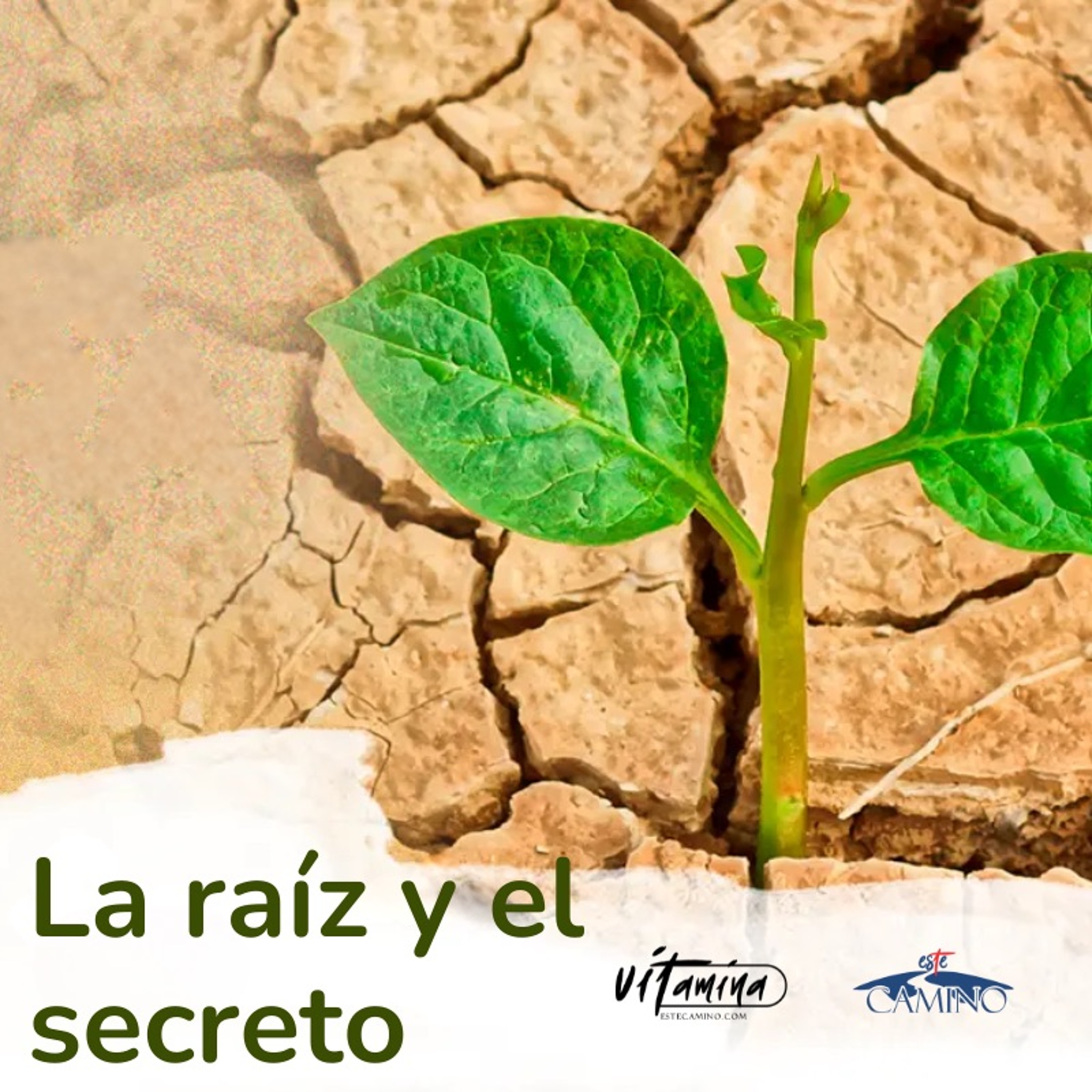 La raíz y el secreto, Bruno