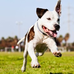 Dog Goes Outside