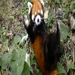 Red Pandaaaaa  <3
