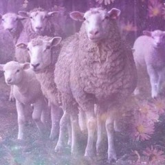 Raul - Sheep counting 1.0