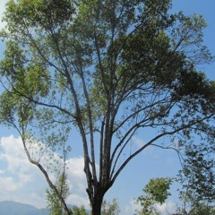 Village in the trees