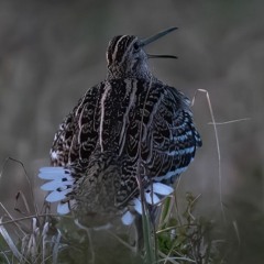 The peculiar Great Snipe lek