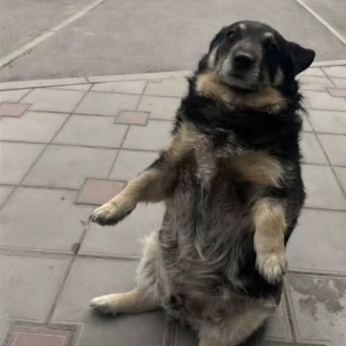 [New Leak!] - Tyler, The Creator - Toronto / See You Again 2013