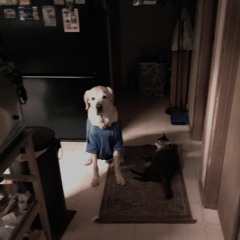 Doggonecvr