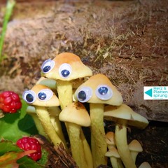 Pilze im Wald