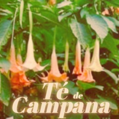 Té de Campana