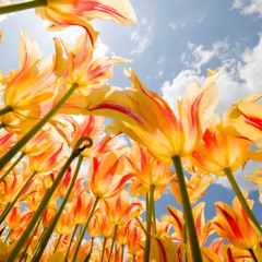 Throat Chakra & Sacral Chakra Gongs ~ G-G# & C-C# (A432) ~ Rhythmical