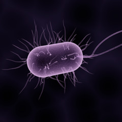 Trust D - Single Cell Organism