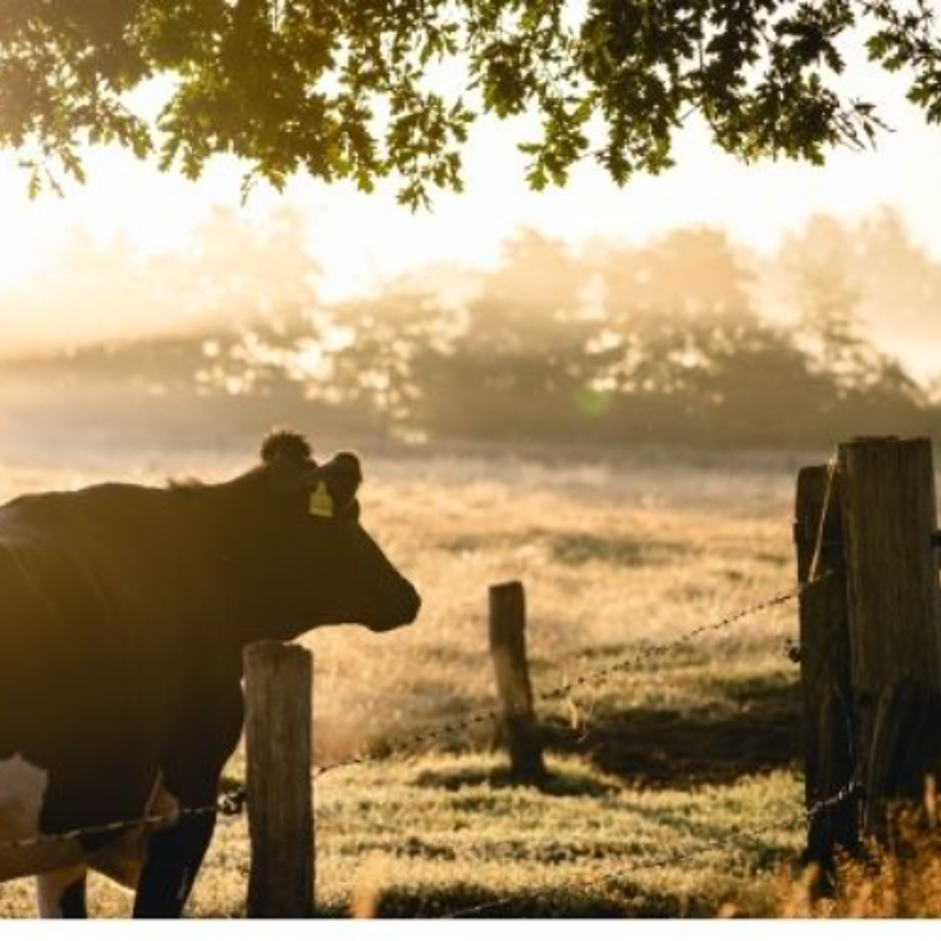 EU Commission Launches Plan To Address Fertiliser Costs