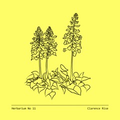 Herbarium No 11 - Clarence Rise - Digitalis Purpurea
