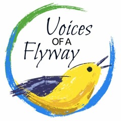 'Voices of a Flyway' Episode 2: The Coastal Wetlands