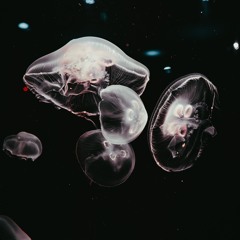 THE COLORLESS