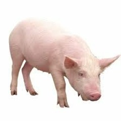 kabanchyk هراء كامل حقيقي