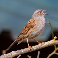 Dunnock song