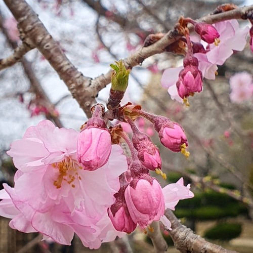 Sakura