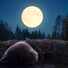 Super Lune du Castor